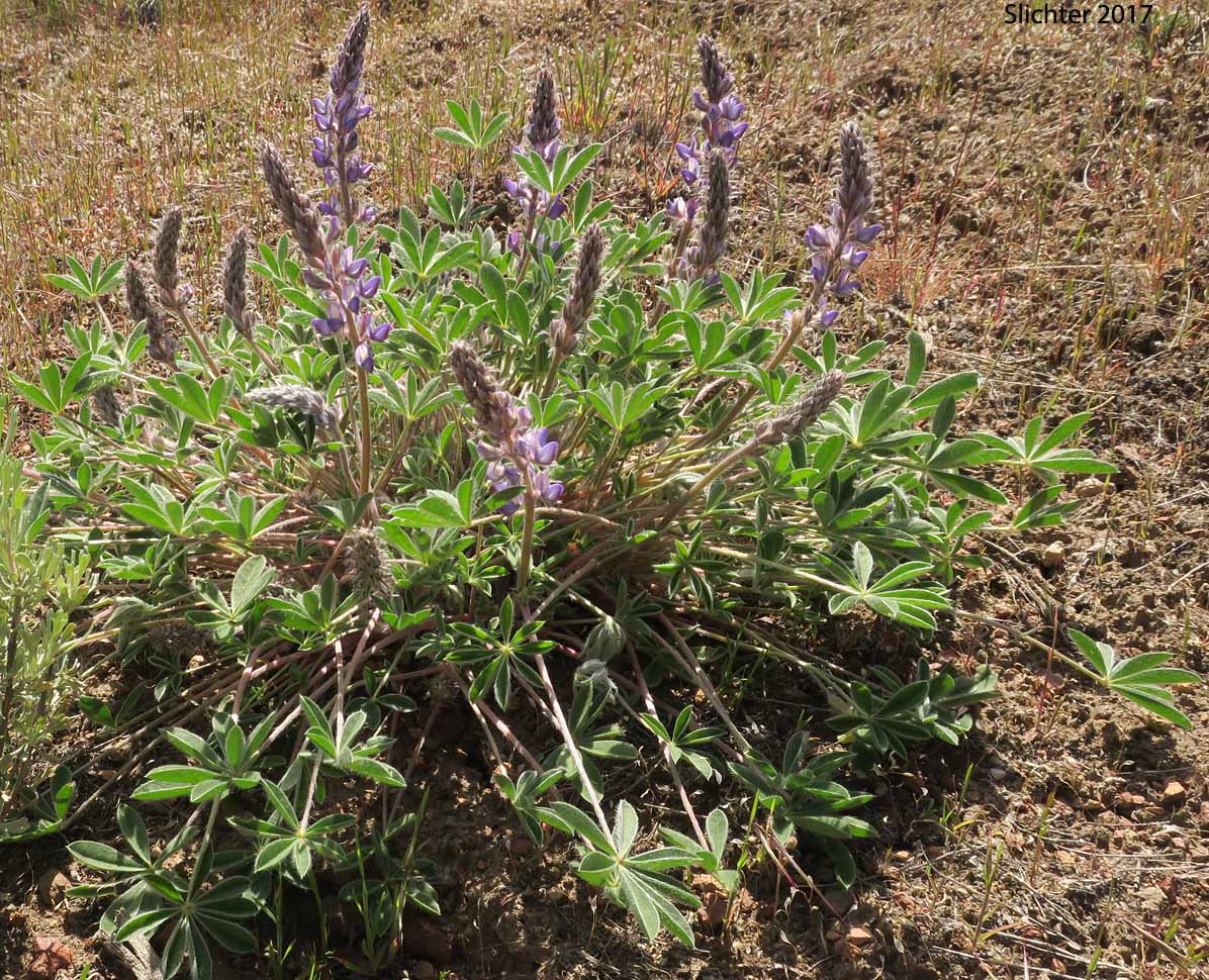 Donner Lake Lupine: Lupinus lepidus var. sellulus (Synonyms: Lupinus cusickii ssp. brachypodus, Lupinus lyallii ssp. subpandens, Lupinus sellulus ssp. sellulus, Lupinus sellulus ssp. ursinus, Lupinus sellulus var. artulus, Lupinus sellulus var. medius, Lupinus sellulus var. sellulus)
