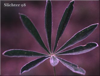 Upper leaf surface of Sulphur Lupine: Lupinus sulphureus ssp. sulphureus (Synonym: Lupinus sulphureus var. sulphureus)