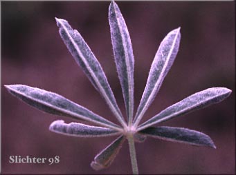 Lower leaf surface of Sulphur Lupine: Lupinus sulphureus ssp. sulphureus (Synonym: Lupinus sulphureus var. sulphureus)