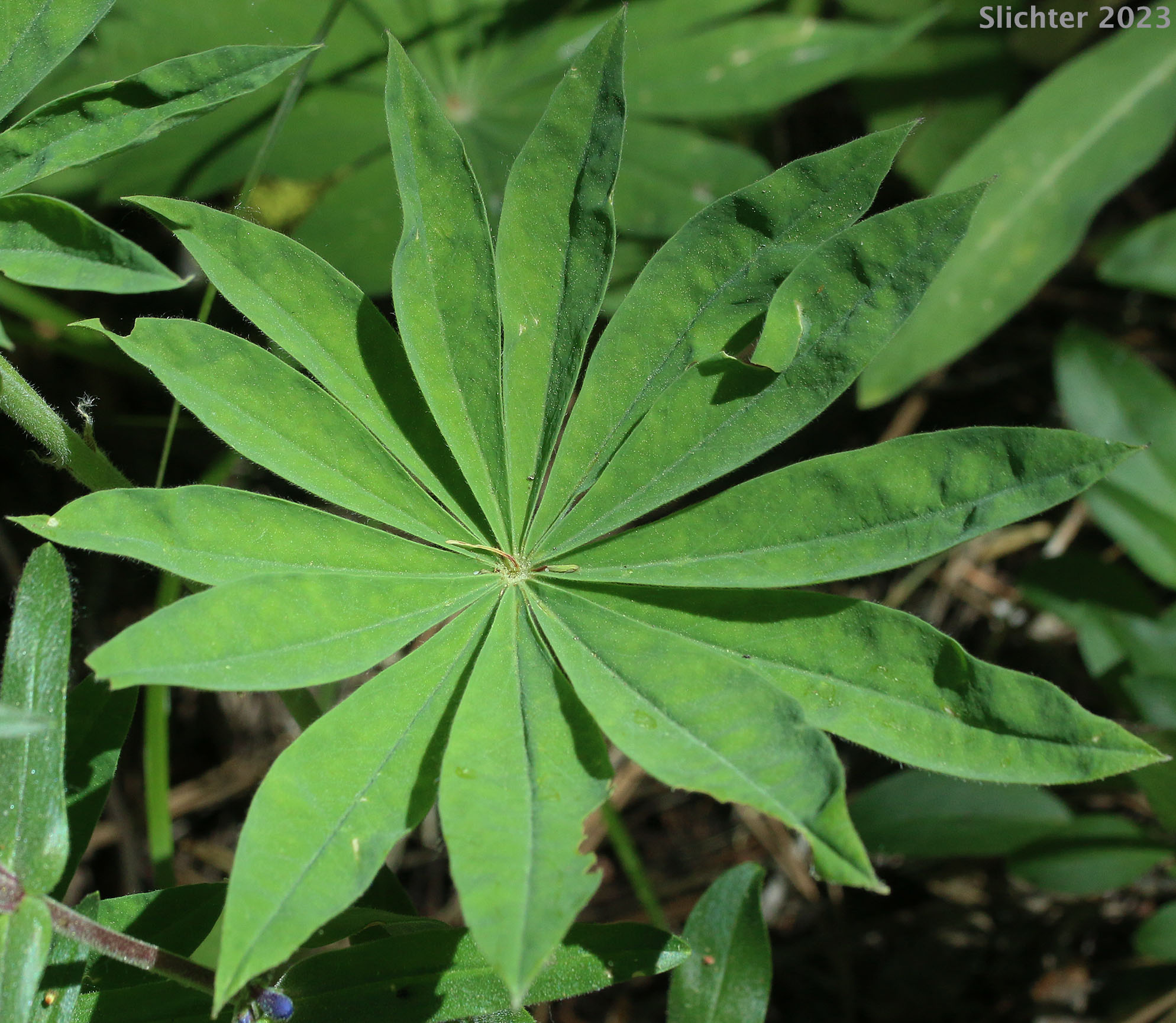 Leaf of Biddle's Lupine, Hairy Bigleaf Lupine, Wyeth's Lupine: Lupinus polyphyllus var. humicola (Synonyms: Lupinus arcticus var. humicola, Lupinus biddlei, Lupinus humicola, Lupinus polyphyllus var prunophilus, Lupinus rydbergii, Lupinus wyethii, Lupinus wyethii ssp. wyethii)