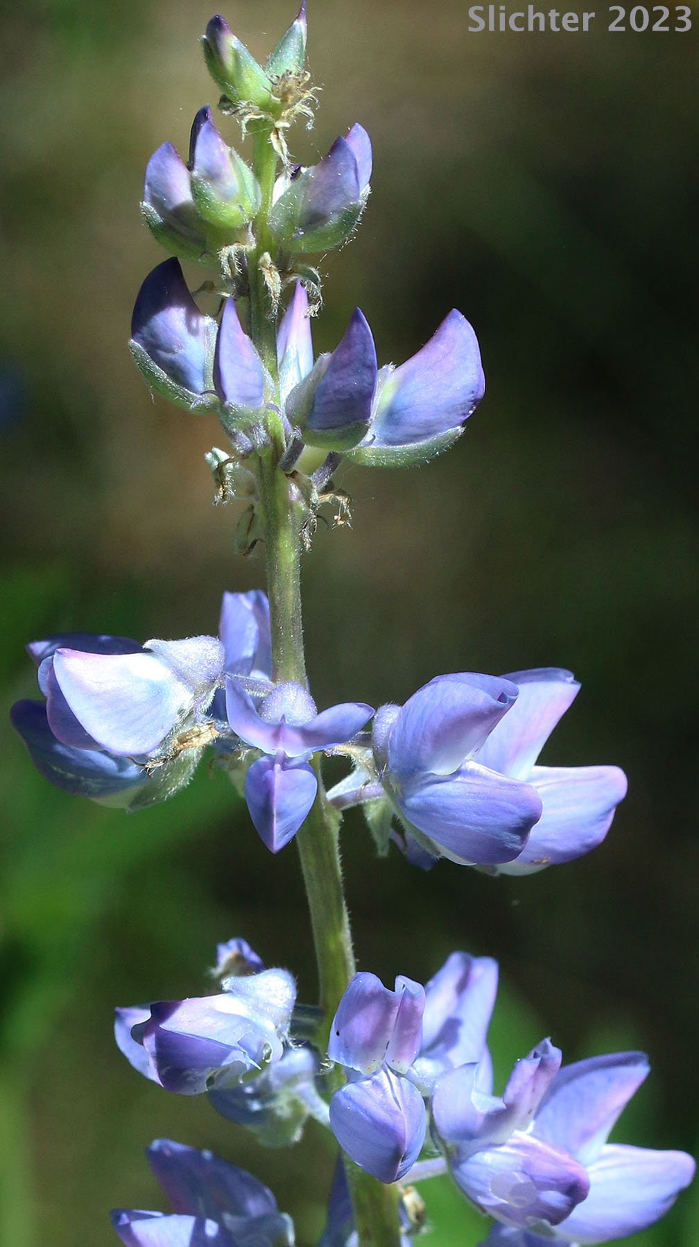 Inflorescence of Biddle's Lupine, Hairy Bigleaf Lupine, Wyeth's Lupine: Lupinus polyphyllus var. humicola (Synonyms: Lupinus arcticus var. humicola, Lupinus biddlei, Lupinus humicola, Lupinus polyphyllus var prunophilus, Lupinus rydbergii, Lupinus wyethii, Lupinus wyethii ssp. wyethii)