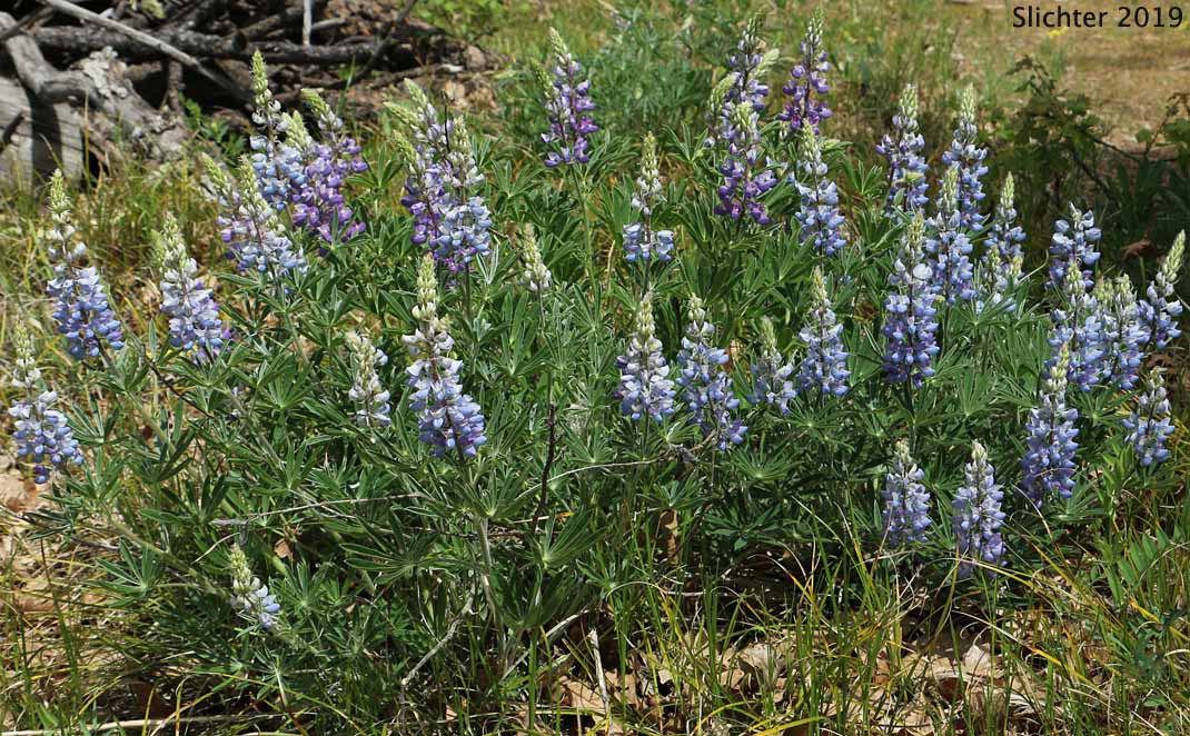 Biddle's Lupine, Hairy Bigleaf Lupine, Wyeth's Lupine: Lupinus polyphyllus var. humicola (Synonyms: Lupinus arcticus var. humicola, Lupinus biddlei, Lupinus humicola, Lupinus polyphyllus var prunophilus, Lupinus rydbergii, Lupinus wyethii, Lupinus wyethii ssp. wyethii)