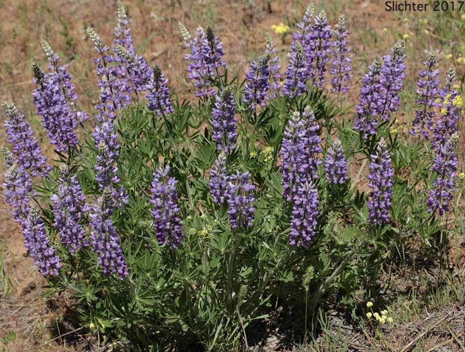 Biddle's Lupine, Hairy Bigleaf Lupine, Wyeth's Lupine: Lupinus polyphyllus var. humicola (Synonyms: Lupinus arcticus var. humicola, Lupinus biddlei, Lupinus humicola, Lupinus polyphyllus var prunophilus, Lupinus rydbergii, Lupinus wyethii, Lupinus wyethii ssp. wyethii)