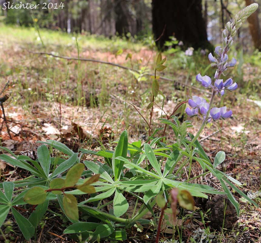 Biddle's Lupine, Hairy Bigleaf Lupine, Wyeth's Lupine: Lupinus polyphyllus var. humicola (Synonyms: Lupinus arcticus var. humicola, Lupinus biddlei, Lupinus humicola, Lupinus polyphyllus var prunophilus, Lupinus rydbergii, Lupinus wyethii, Lupinus wyethii ssp. wyethii)