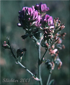 Alfalfa, Lucerne: Medicago sativa (Synonyms: Medicago sativa ssp. falcata, Medicago sativa ssp. sativa, Medicago sativa ssp. varia, Medicago x varia)
