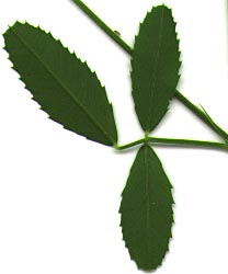 Trifoliate leaf of Common Yellow Sweetclover, Common Yellow Sweet-clover: Melilotus officinalis (Synonyms: Melilotus leucanthus, Melilotus lutea, Melilotus officinalis var. micranthus, Trifolium officinalis)