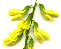 Flowers of Common Yellow Sweetclover, Common Yellow Sweet-clover: Melilotus officinalis (Synonyms: Melilotus leucanthus, Melilotus lutea, Melilotus officinalis var. micranthus, Trifolium officinalis)