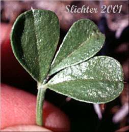 Ternately compound leaf of Bread-root, Lanceleaf Scurf-pea, Lance-leaf Scurf-pea, Lemon Scurfpea, Psoralea, Scurf-pea, Wild Lemonweed: Ladeania lanceolata (Synonyms: Laedeania lanceolata, Psoralea lanceolata, Psoralea lanceolata ssp. lanceolata, Psoralea lanceolata ssp. scabra, Psoralea lanceolata var. purshii, Psoralea lanceolata var. stenophylla, Psoralea lanceolata var. stenostachys, Psoralea scabra, Psoralea stenostachys, Psoralidium lanceolatum, Psoralidium lanceolatum var. stenophyllum, Psoralidium lanceolatum var. stenostachys, Psoralidium stenophyllum)