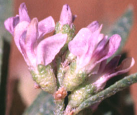 Inflorescence of Bread-root, Lanceleaf Scurf-pea, Lance-leaf Scurf-pea, Lemon Scurfpea, Psoralea, Scurf-pea, Wild Lemonweed: Ladeania lanceolata (Synonyms: Laedeania lanceolata, Psoralea lanceolata, Psoralea lanceolata ssp. lanceolata, Psoralea lanceolata ssp. scabra, Psoralea lanceolata var. purshii, Psoralea lanceolata var. stenophylla, Psoralea lanceolata var. stenostachys, Psoralea scabra, Psoralea stenostachys, Psoralidium lanceolatum, Psoralidium lanceolatum var. stenophyllum, Psoralidium lanceolatum var. stenostachys, Psoralidium stenophyllum)