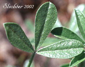 Ternately compound leaf of Bread-root, Lanceleaf Scurf-pea, Lance-leaf Scurf-pea, Lemon Scurfpea, Psoralea, Scurf-pea, Wild Lemonweed: Ladeania lanceolata (Synonyms: Laedeania lanceolata, Psoralea lanceolata, Psoralea lanceolata ssp. lanceolata, Psoralea lanceolata ssp. scabra, Psoralea lanceolata var. purshii, Psoralea lanceolata var. stenophylla, Psoralea lanceolata var. stenostachys, Psoralea scabra, Psoralea stenostachys, Psoralidium lanceolatum, Psoralidium lanceolatum var. stenophyllum, Psoralidium lanceolatum var. stenostachys, Psoralidium stenophyllum)