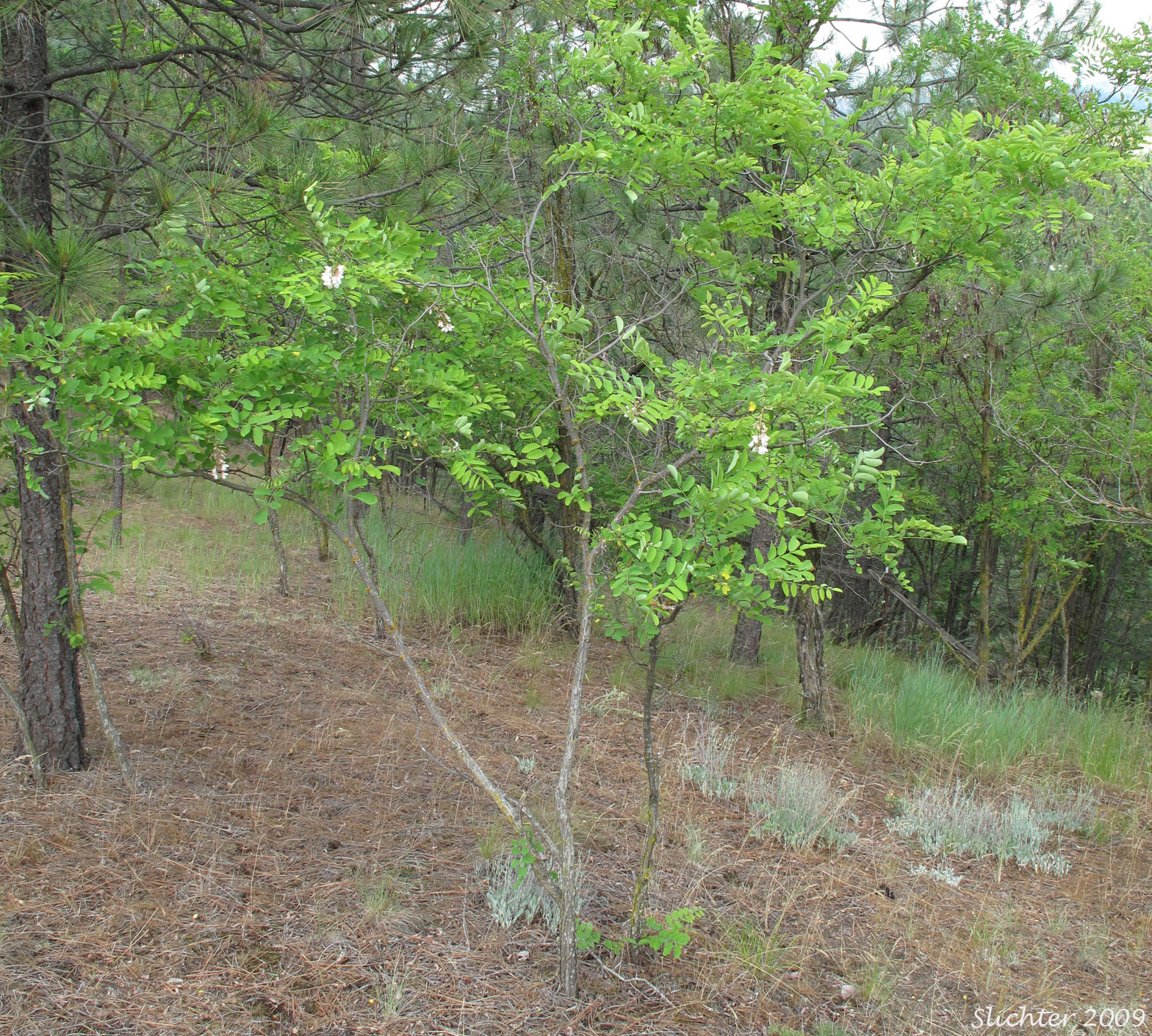 lack Locust, Acacia, False Acacia: Robinia pseudoacacia (Synonyms: Robinia pseudo-acacia, Robinia pseudoacacia var. pyramidalis, Robinia pseudoacacia var. rectissima)