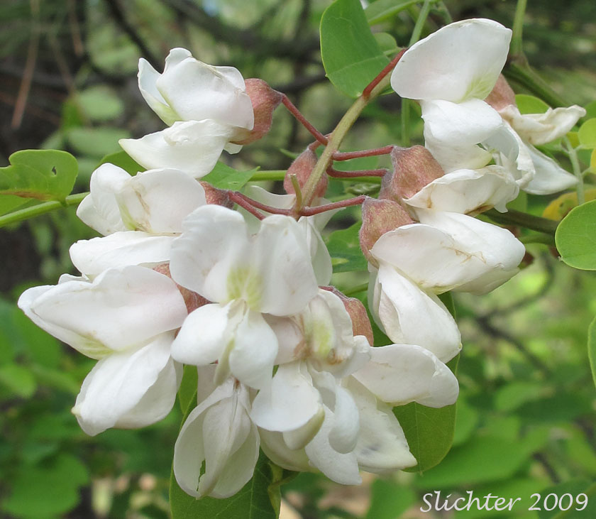 Inflorescence of lack Locust, Acacia, False Acacia: Robinia pseudoacacia (Synonyms: Robinia pseudo-acacia, Robinia pseudoacacia var. pyramidalis, Robinia pseudoacacia var. rectissima)