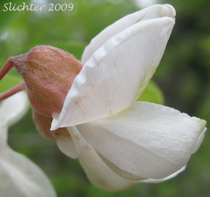 Close-up of a flower of lack Locust, Acacia, False Acacia: Robinia pseudoacacia (Synonyms: Robinia pseudo-acacia, Robinia pseudoacacia var. pyramidalis, Robinia pseudoacacia var. rectissima)