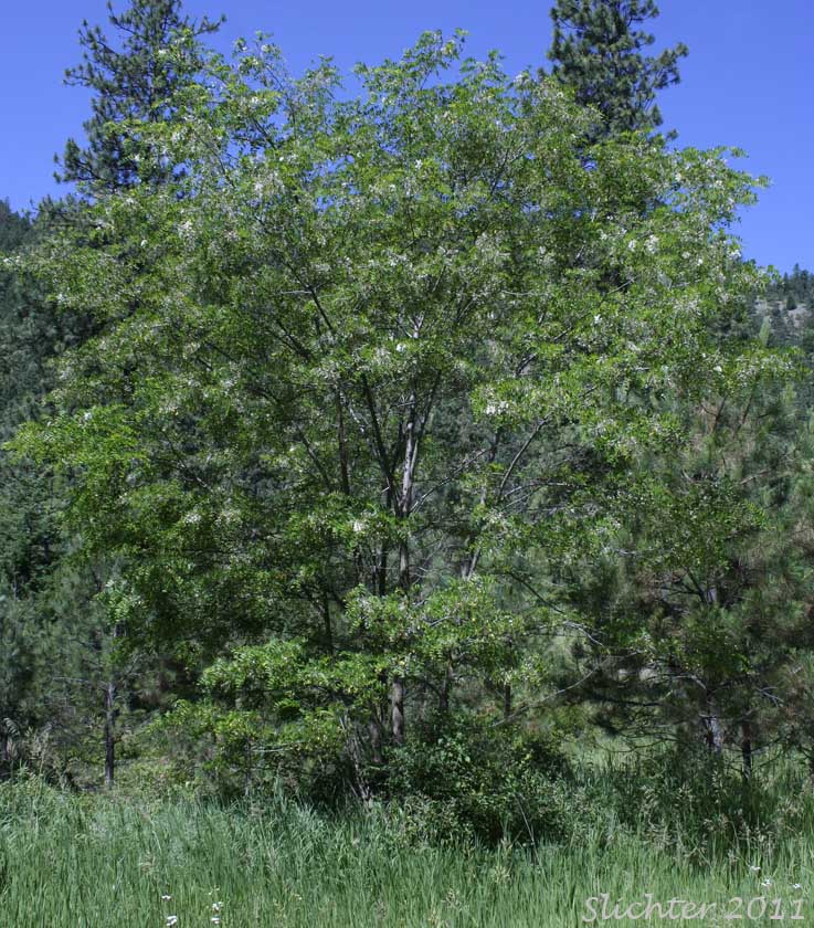 lack Locust, Acacia, False Acacia: Robinia pseudoacacia (Synonyms: Robinia pseudo-acacia, Robinia pseudoacacia var. pyramidalis, Robinia pseudoacacia var. rectissima)