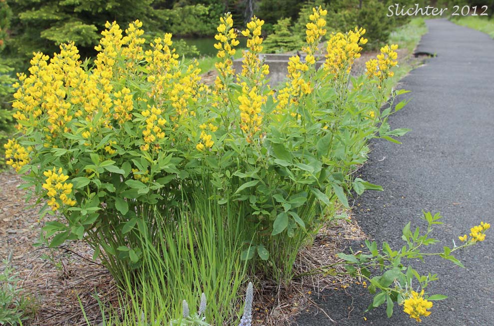 Slender Thermopsis, Golden Pea: Thermopsis gracilis (Synonyms: Thermopsis gracilis var. gracilis, Thermopsis gracilis var. venosa, Thermopsis macrophylla, Thermopsis macrophylla var. venosa, Thermopsis montana var. venosa, Thermopsis subglabra)