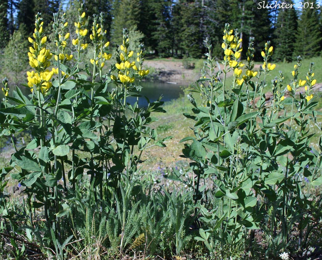 Slender Thermopsis, Golden Pea: Thermopsis gracilis (Synonyms: Thermopsis gracilis var. gracilis, Thermopsis gracilis var. venosa, Thermopsis macrophylla, Thermopsis macrophylla var. venosa, Thermopsis montana var. venosa, Thermopsis subglabra)