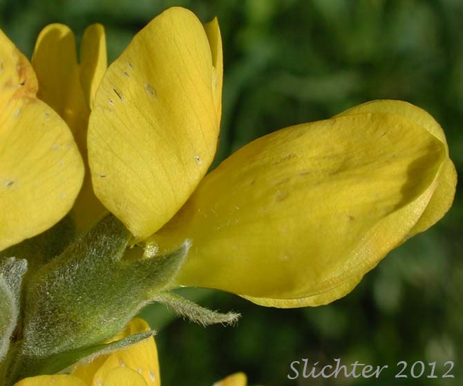 Close-up sideview of a flower of Buck-bean, Golden-pea, Mountain Goldenbanner: Thermopsis rhombifolia var. montana (Synonyms: Thermopsis gracilis var. montana, Thermopsis montana var. montana)