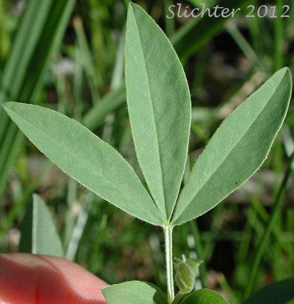 Stem leaf of Buck-bean, Golden-pea, Mountain Goldenbanner: Thermopsis rhombifolia var. montana (Synonyms: Thermopsis gracilis var. montana, Thermopsis montana var. montana)