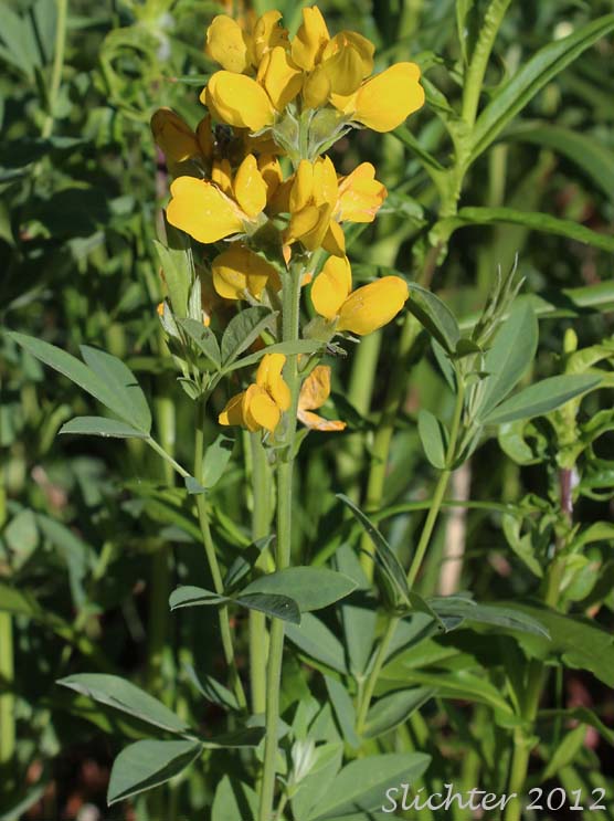 Common Thermopsis, Golden Pea, Hitchcock's Thermopsis, Mountain Golden-banner, Mountain Thermopsis, Slender Golden-banner: Thermopsis montana var. ovata (Synonyms: Thermopsis gracilis var. ovata, Thermopsis macrophylla, Thermopsis macrophylla var. hitchcockii, Thermopsis montana var. hitchcockii, Thermopsis montana var. ovata, Thermopsis rhombifolia var. ovata)