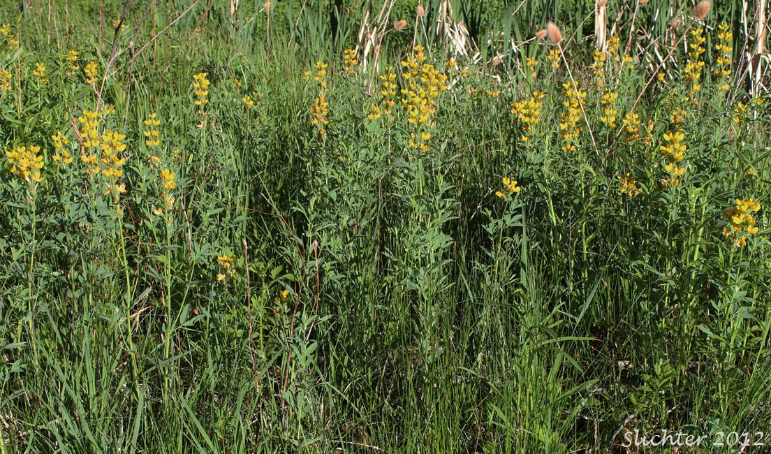 Buck-bean, Golden-pea, Mountain Goldenbanner: Thermopsis rhombifolia var. montana (Synonyms: Thermopsis gracilis var. montana, Thermopsis montana var. montana)