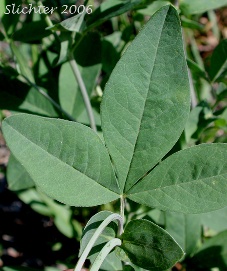 Leaf of Common Thermopsis, Golden Pea, Hitchcock's Thermopsis, Mountain Golden-banner, Mountain Thermopsis, Slender Golden-banner: Thermopsis montana var. ovata (Synonyms: Thermopsis gracilis var. ovata, Thermopsis macrophylla, Thermopsis macrophylla var. hitchcockii, Thermopsis montana var. hitchcockii, Thermopsis montana var. ovata, Thermopsis rhombifolia var. ovata)