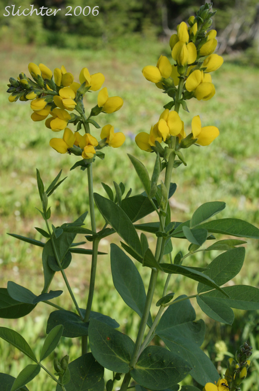 Slender Thermopsis, Slender Goldenbanner, Slender Golden-banner, Mountain Thermopsis, Golden Pea: Thermopsis rhombifolia var. ovata (Synonyms: Thermopsis gracilis var. ovata, Thermopsis montana var. ovata, Thermopsis macrophylla, Thermopsis macrophylla var. hitchcockii, Thermopsis montana var. hitchcockii, Thermopsis ovata)