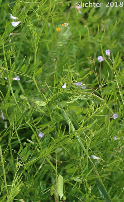 Slender Vetch, Smooth Tare: Vicia tetrasperma (Synonym: Vicia tetrasperma var. tenuissima)