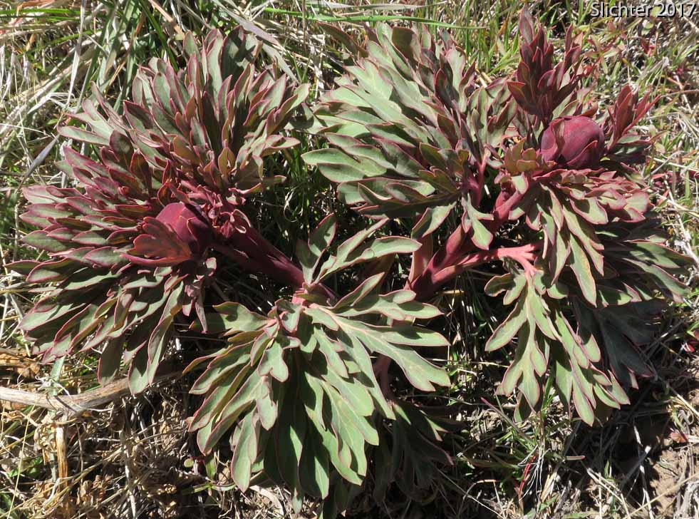 Brown's Paeony, Western Peony: Paeonia brownii