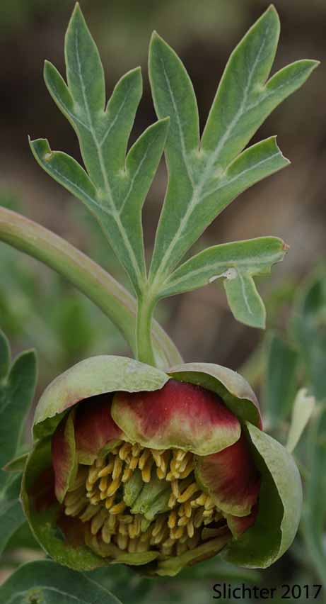 Western Peony: Paeonia brownii