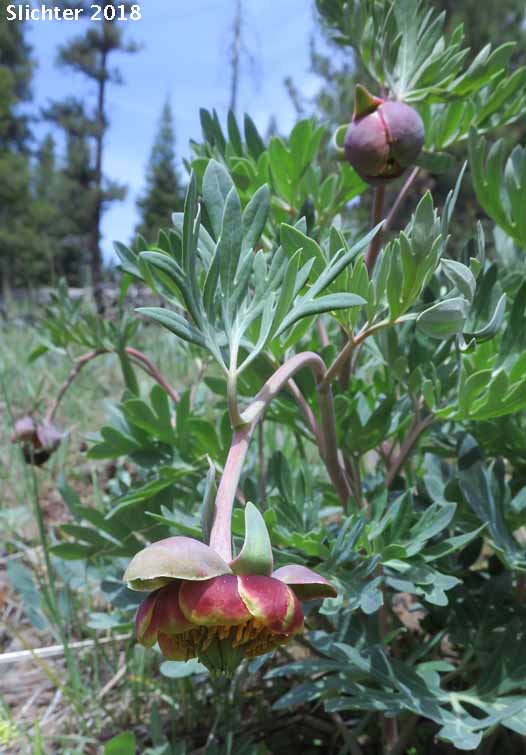 Brown's Paeony, Western Peony: Paeonia brownii