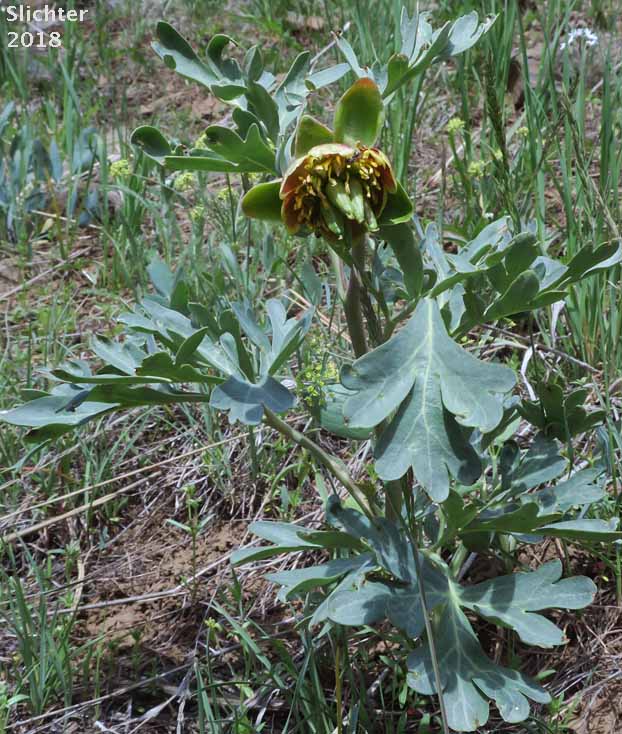 Brown's Paeony, Western Peony: Paeonia brownii