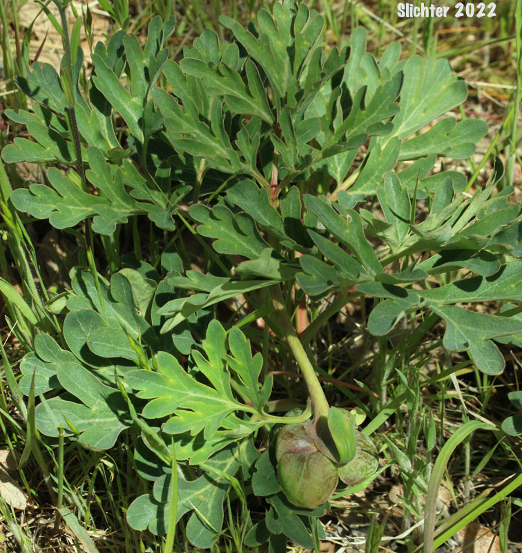 Brown's Paeony, Western Peony: Paeonia brownii