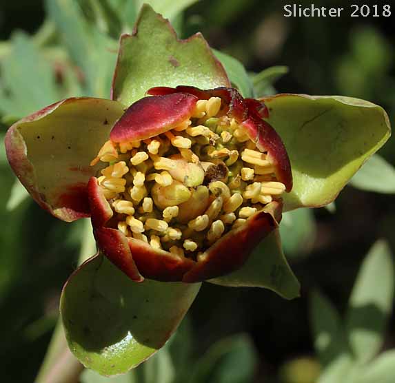 Flower of Brown's Paeony, Western Peony: Paeonia brownii