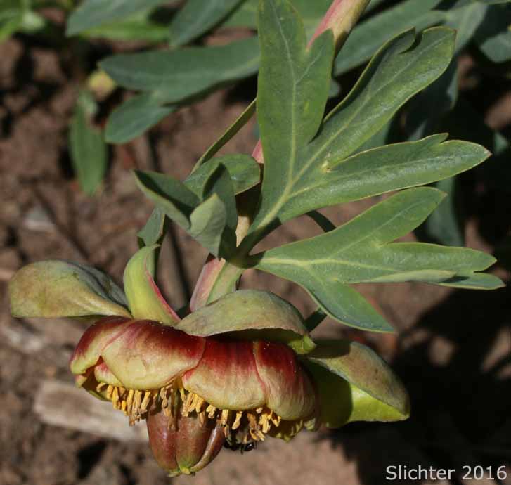 Brown's Paeony, Western Peony: Paeonia brownii