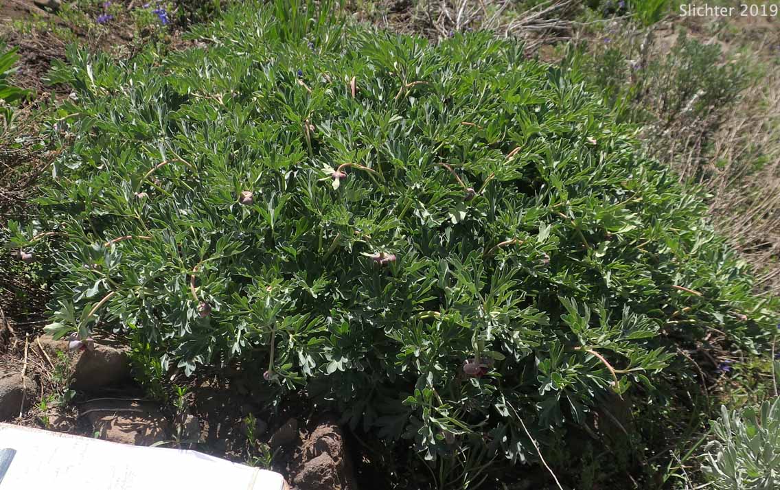 Western Peony: Paeonia brownii