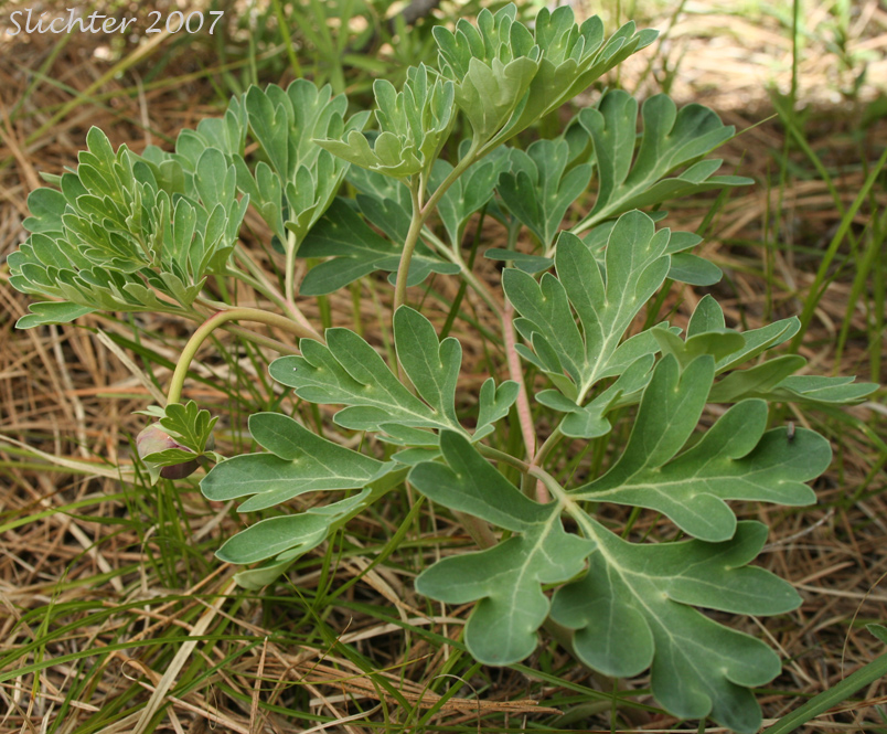 Brown's Paeony, Western Peony: Paeonia brownii