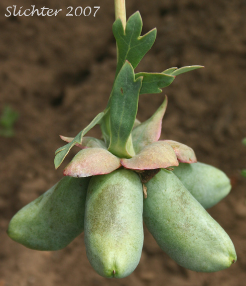 Developing fruits of Brown's Paeony, Western Peony: Paeonia brownii