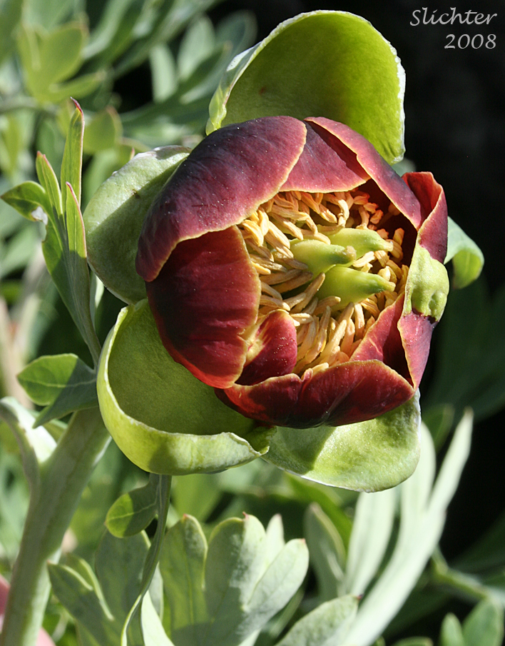 Flower of Brown's Paeony, Western Peony: Paeonia brownii
