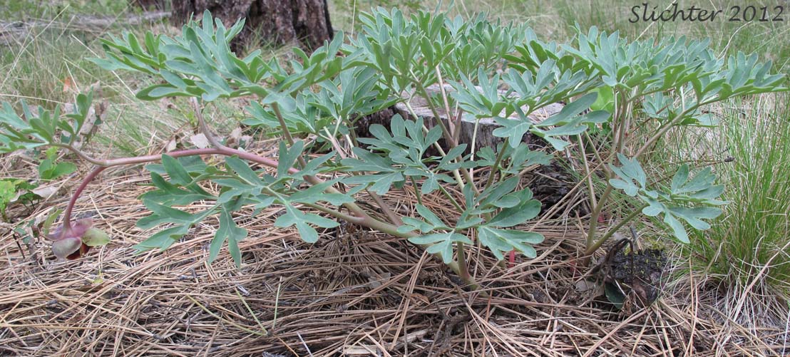 Brown's Paeony, Western Peony: Paeonia brownii