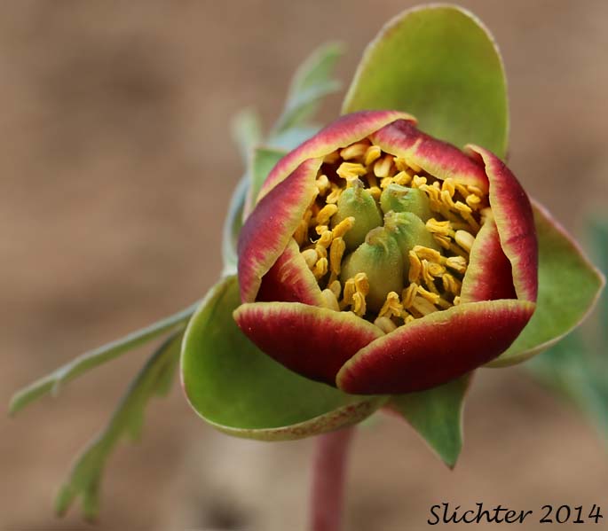 Brown's Paeony, Western Peony: Paeonia brownii