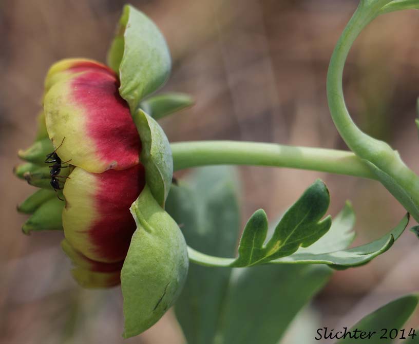 Sideview of the flower of Brown's Paeony, Western Peony: Paeonia brownii
