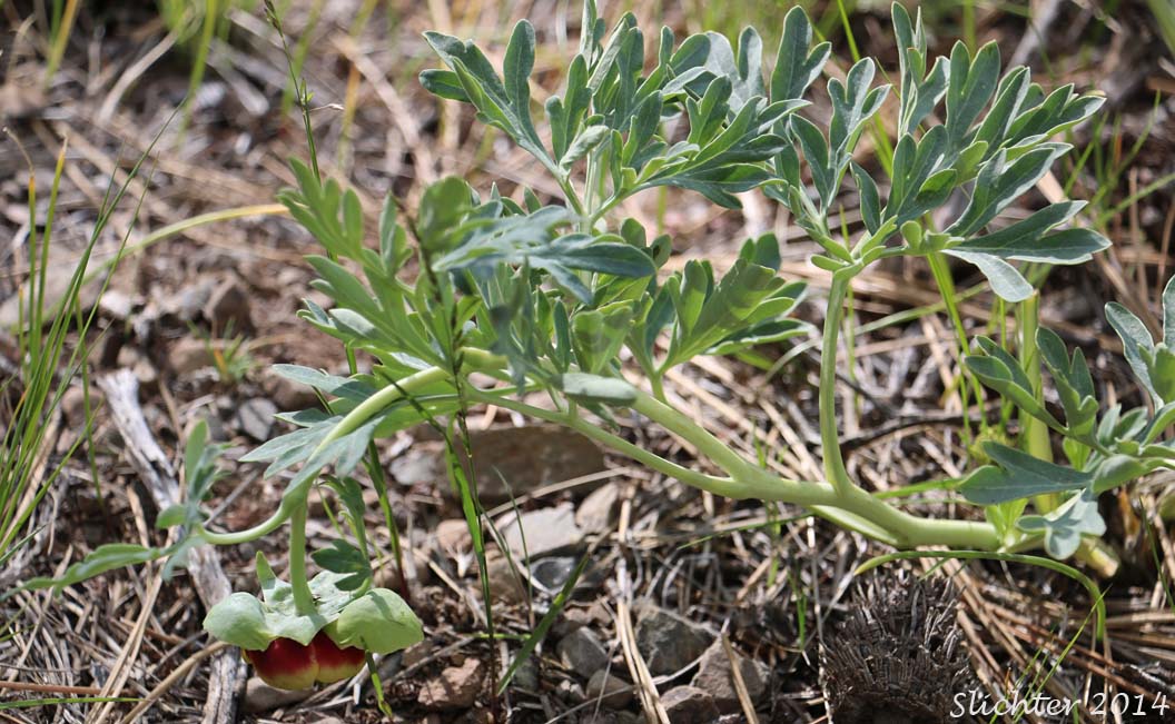 Brown's Paeony, Western Peony: Paeonia brownii