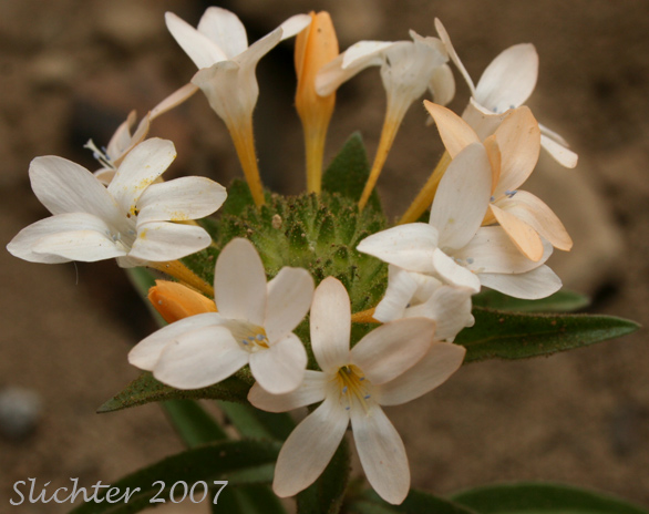 Large-flowered Collomia (Collomia grandiflora)