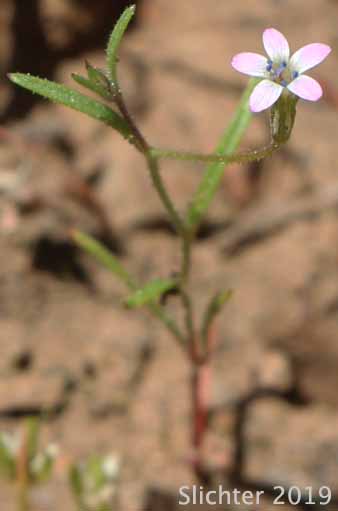 Miniature Gilia, Smooth-leaved Gilia: Navarretia capillaris (Synonym: Gilia capillaris)