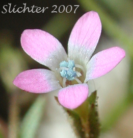Close-up of a flower of Miniature Gilia, Smooth-leaved Gilia: Navarretia capillaris (Synonym: Gilia capillaris)