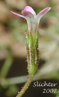 Close-up sideview of a flower of Miniature Gilia, Smooth-leaved Gilia: Navarretia capillaris (Synonym: Gilia capillaris)