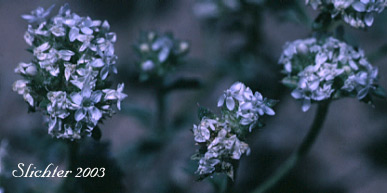 Pinnate Ballhead Gilia: Ipomopsis congesta ssp. congesta (Synonym: Gilia congesta var. congesta)