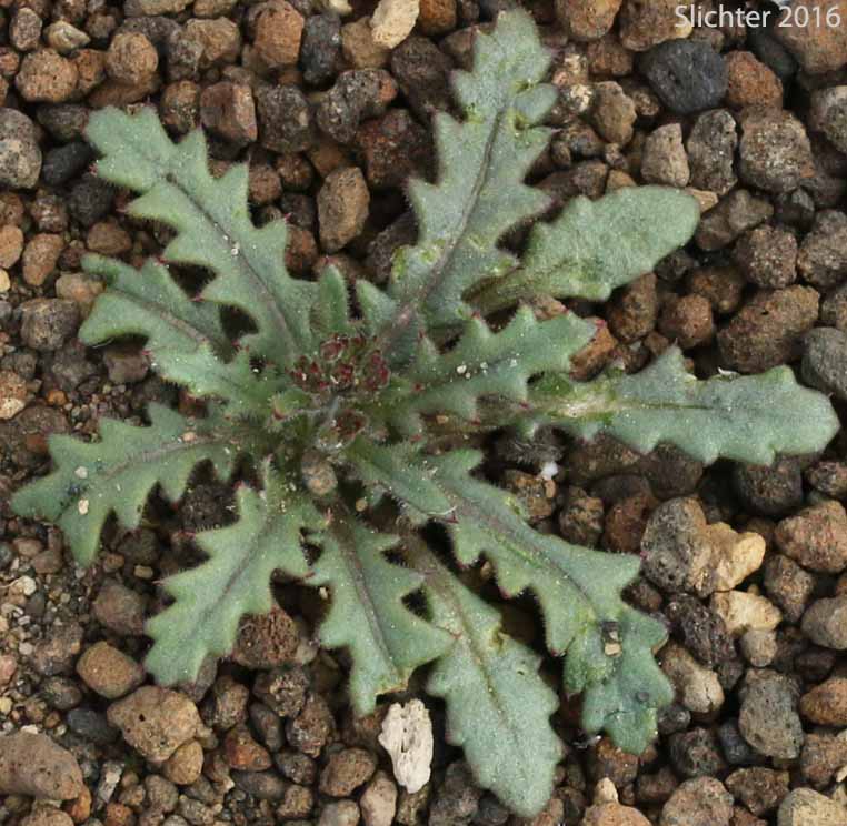 Basal leaves of Lott's Gilia: Aliciella lottiae (Synonym: Gilia lottiae)