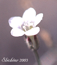 Lott's Gilia: Aliciella lottiae (Synonym: Gilia lottiae)