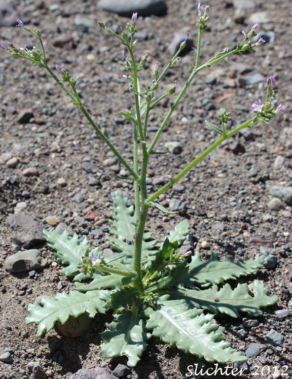 Lott's Gilia: Aliciella lottiae (Synonym: Gilia lottiae)